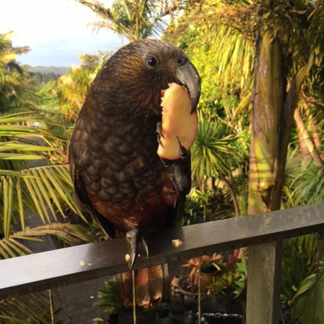 Nikau Apartments Waiheke Island Onetangi ภายนอก รูปภาพ